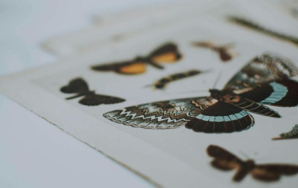 Negazione e Disincanto | Viaggio nell’immaginario contemporaneo della farfalla