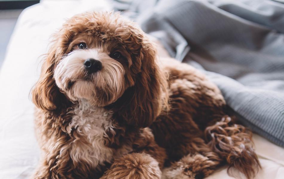 Hotel Corona D'Oro - Hotel Pet Friendly