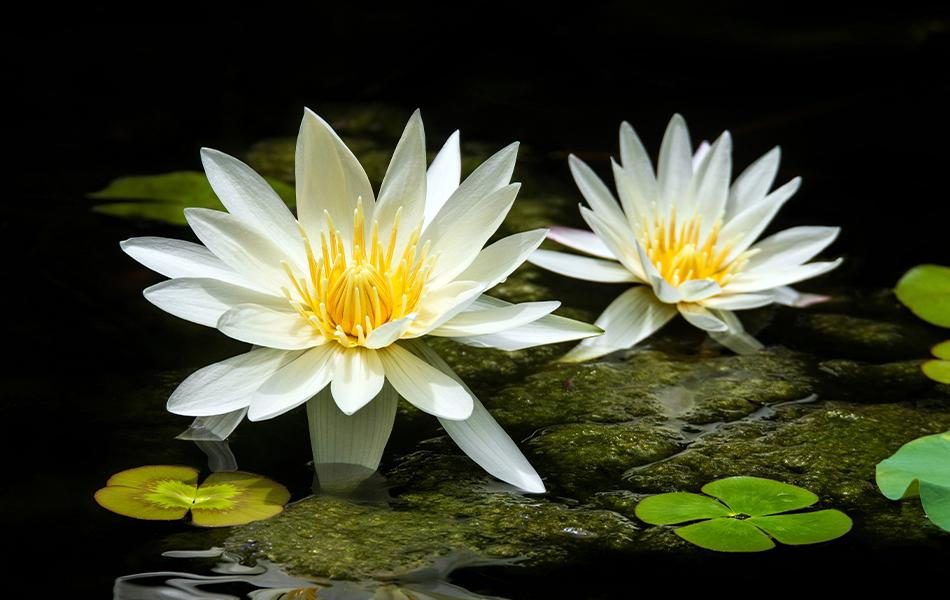 Botanical Garden and Herbarium